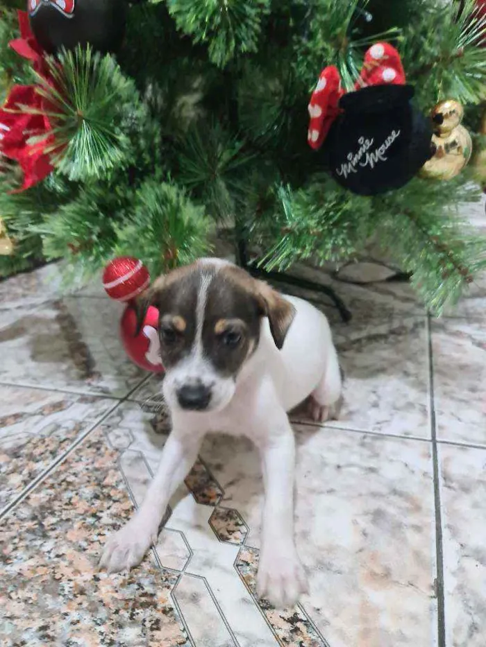 Cachorro ra a Srd idade Abaixo de 2 meses nome Indefinido 