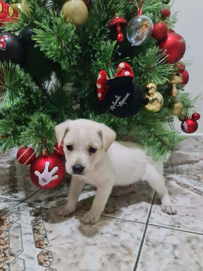 Cachorro ra a Srd idade Abaixo de 2 meses nome Indefinido 