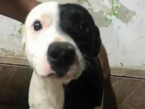 Cachorro raça MESTIÇO PITBUL idade 7 a 11 meses nome HUL E SONIA