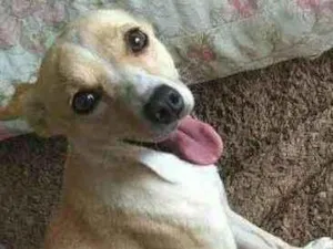 Cachorro raça Indefinida idade 1 ano nome Mel