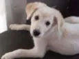 Salcicha, peludo