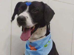 Cachorro raça Sem raça definida idade 4 anos nome Max