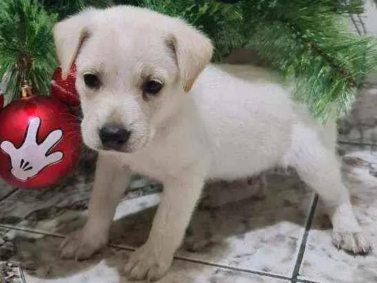 Cachorro ra a Srd idade Abaixo de 2 meses nome Indefinido 