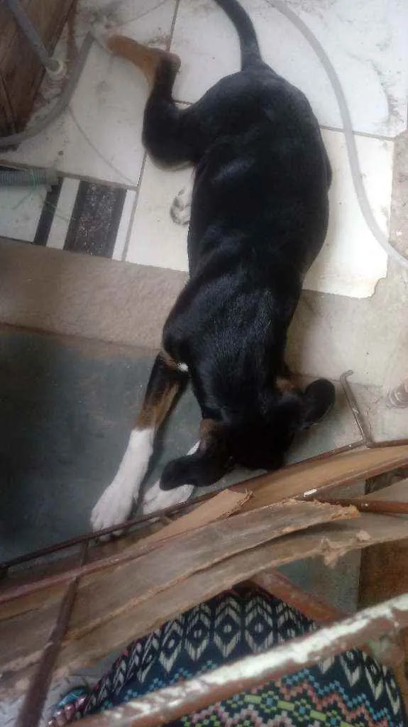 Cachorro raça Mistura de viralata com rotvil idade 2 a 6 meses nome Meg