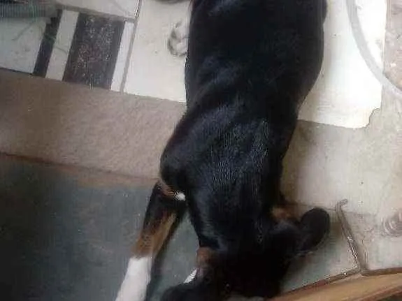 Cachorro raça Mistura de viralata com rotvil idade 2 a 6 meses nome Meg