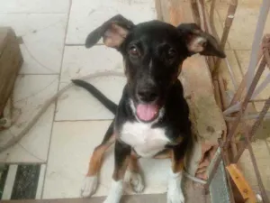 Cachorro raça Mistura de viralata com rotvil idade 2 a 6 meses nome Meg