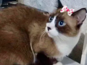 Gato raça Mestiça  idade 2 anos nome Pérola 