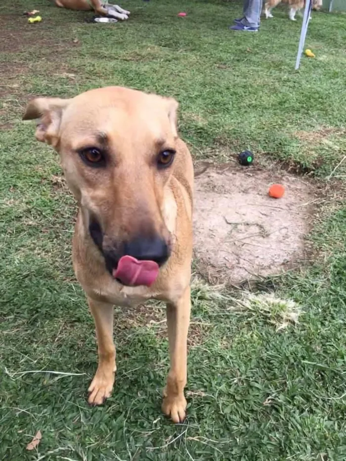 Cachorro ra a SRD idade 2 anos nome Pinha