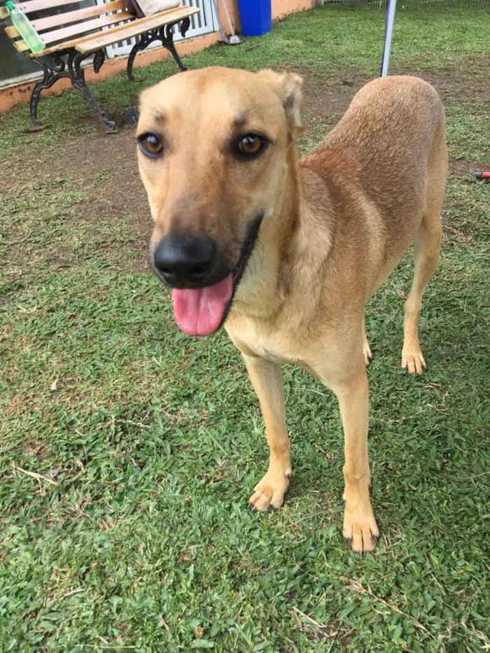 Cachorro ra a SRD idade 2 anos nome Pinha