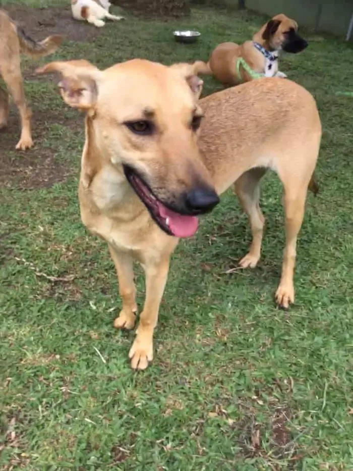 Cachorro ra a SRD idade 2 anos nome Pinha