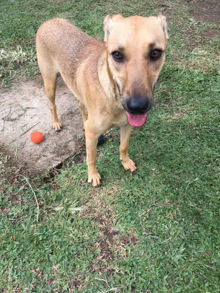 Cachorro ra a SRD idade 2 anos nome Pinha