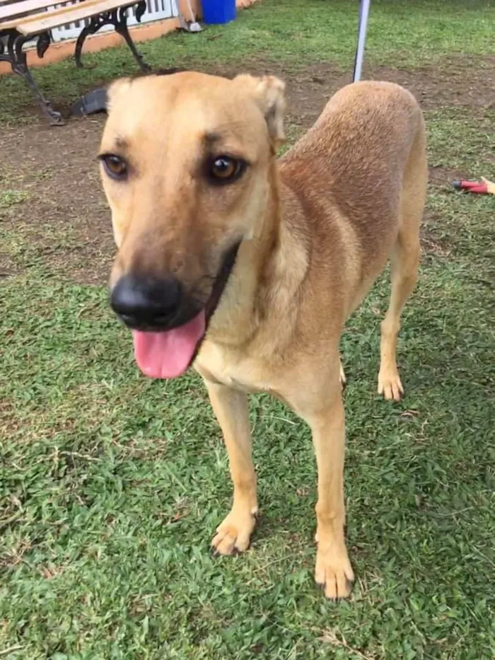 Cachorro ra a SRD idade 2 anos nome Pinha