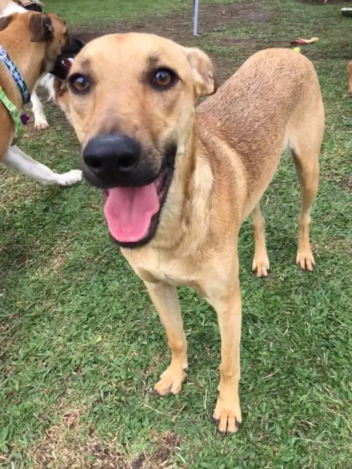 Cachorro ra a SRD idade 2 anos nome Pinha