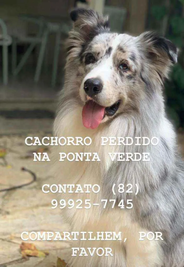 Cachorro ra a Border Collie idade 4 anos nome Don