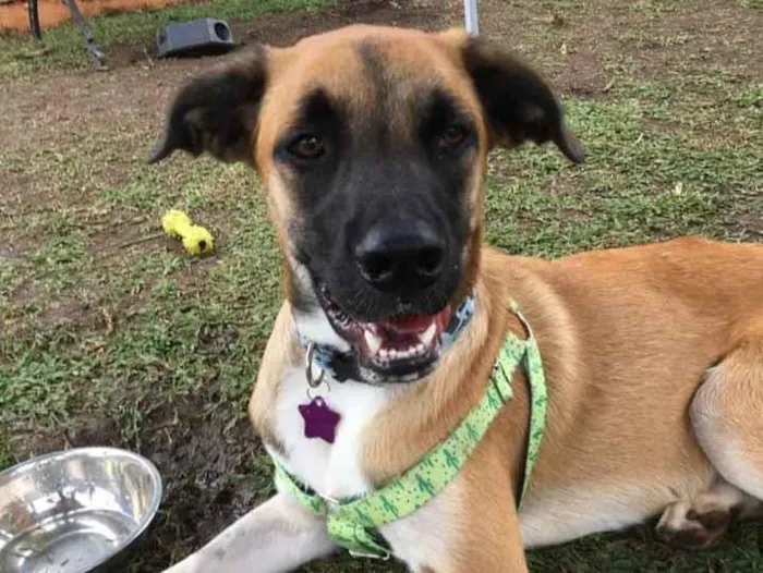 Cachorro ra a SRD idade 2 anos nome Eros