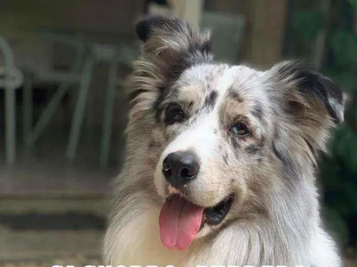 Cachorro ra a Border Collie idade 4 anos nome Don