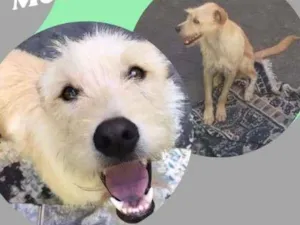 Cachorro raça SRD idade 2 anos nome KENAI