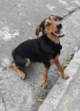 Cachorro raça Sem Raça Definida idade 7 a 11 meses nome Sem Nome