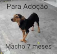 Cachorro raça Sem Raça Definida idade 7 a 11 meses nome Sem Nome