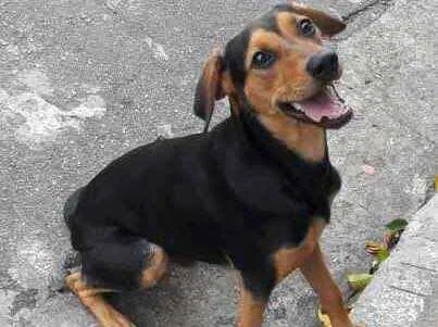 Cachorro raça Sem Raça Definida idade 7 a 11 meses nome Sem Nome