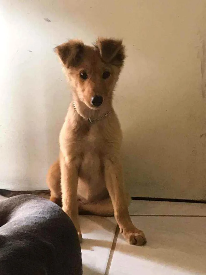 Cachorro raça SRD idade 2 a 6 meses nome Guria