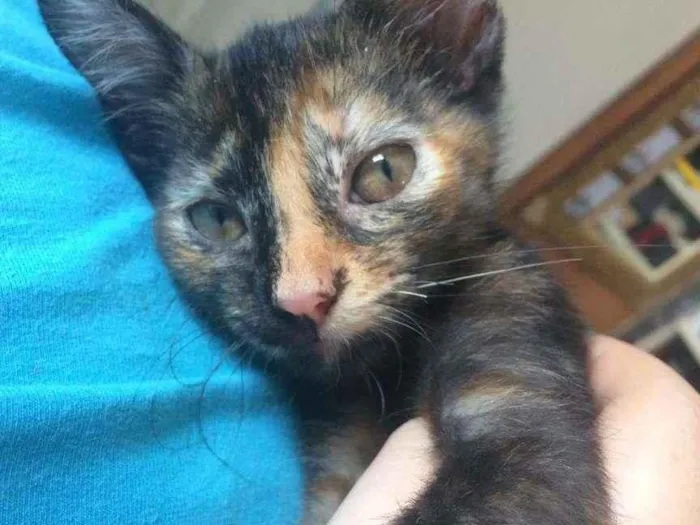 Gato ra a SRD-ViraLata idade 2 a 6 meses nome sem nome