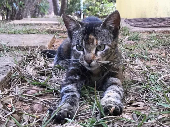 Gato ra a Srd idade 1 ano nome Nila