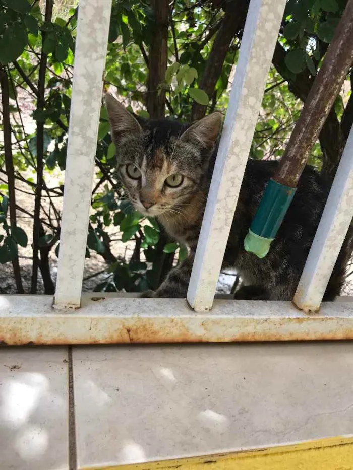 Gato ra a Srd idade 1 ano nome Nila