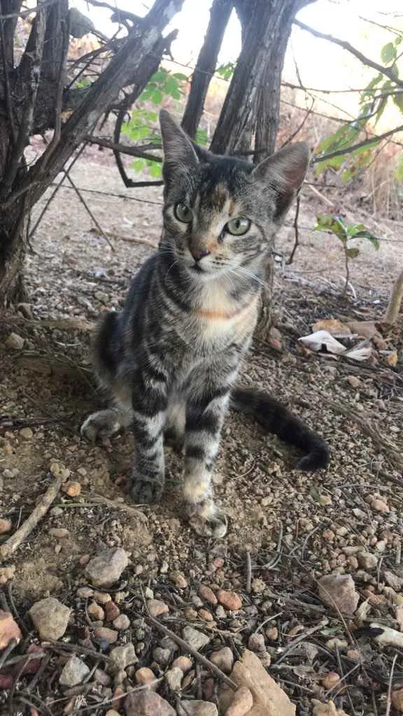Gato ra a Srd idade 1 ano nome Nila