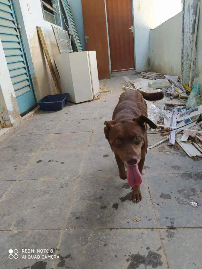 Cachorro raça Labrador com sem raça idade 1 ano nome Cacau