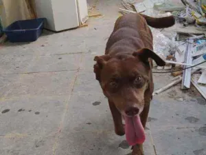 Cachorro raça Labrador com sem raça idade 1 ano nome Cacau