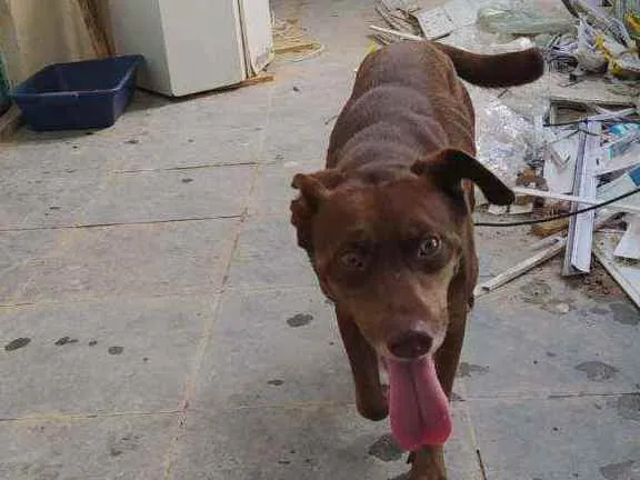 Cachorro raça Labrador com sem raça idade 1 ano nome Cacau