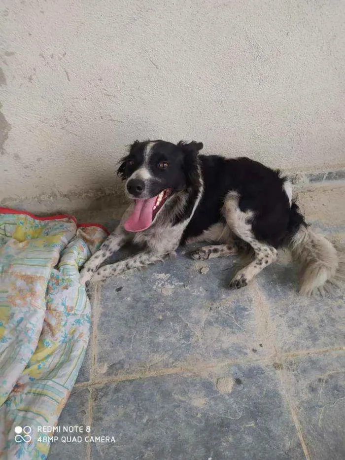 Cachorro raça Sem raça idade 1 ano nome Flor