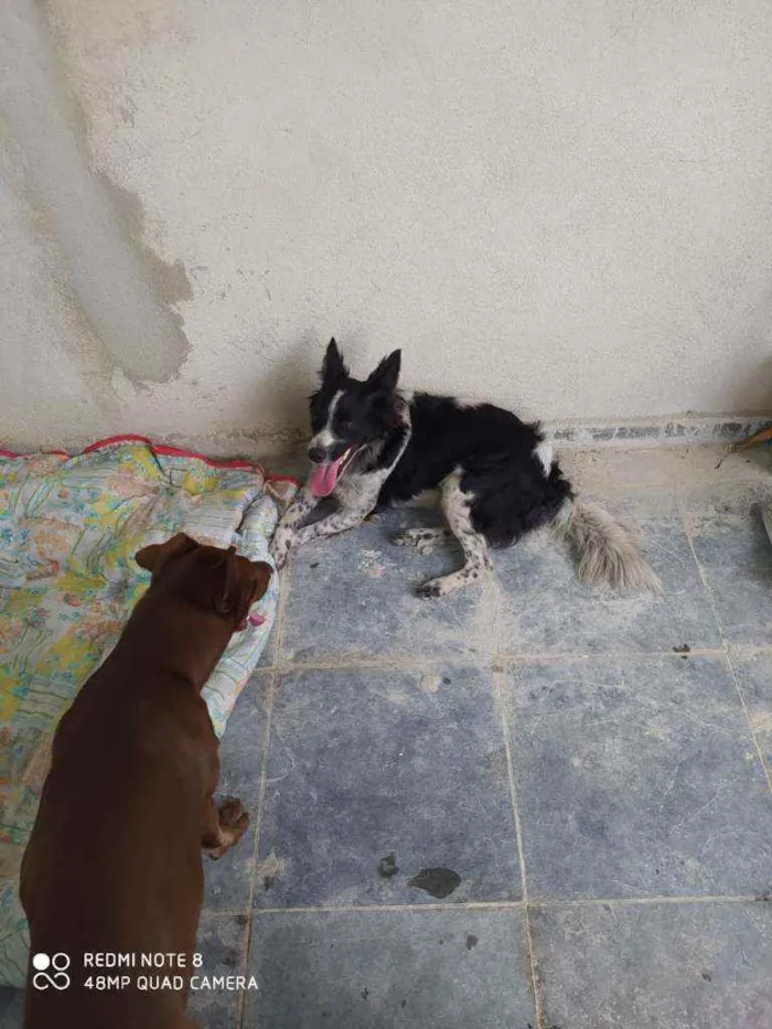 Cachorro raça Sem raça idade 1 ano nome Flor