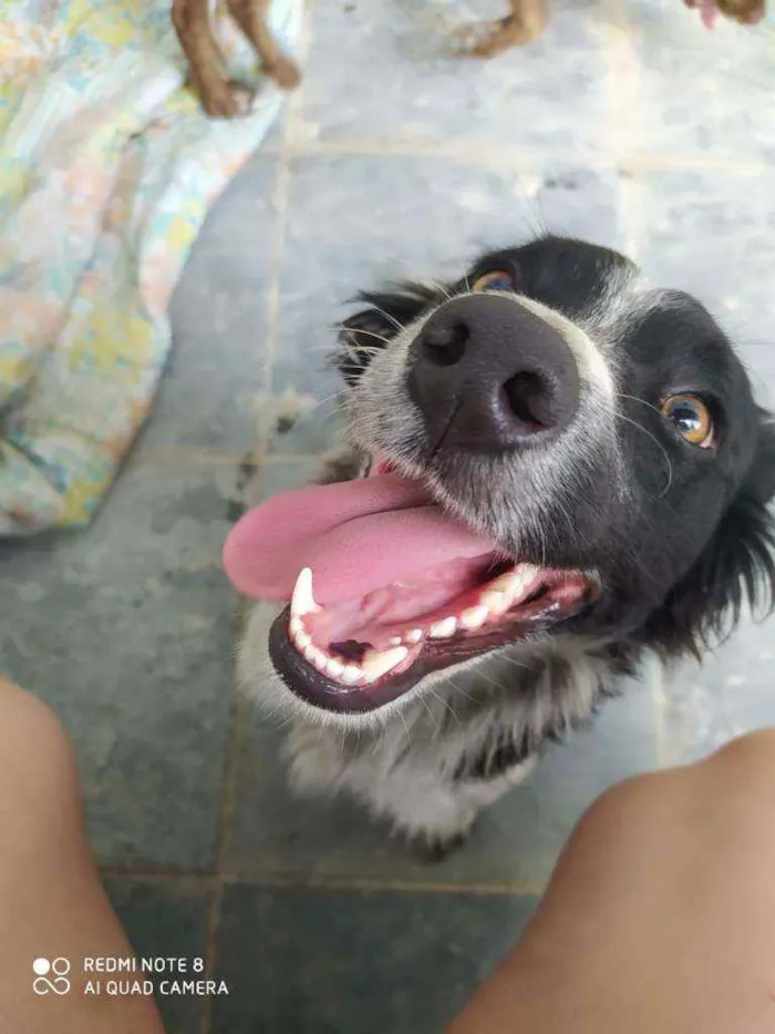 Cachorro raça Sem raça idade 1 ano nome Flor