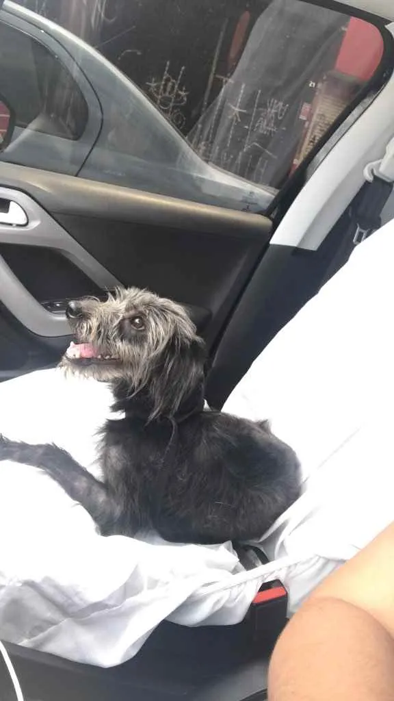 Cachorro raça Sem raça definida  idade 3 anos nome T’challa 