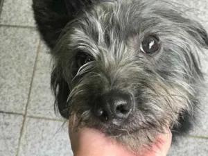 Cachorro raça Sem raça definida  idade 3 anos nome T’challa 