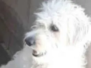 Cachorro raça  idade  nome Atena