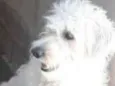Atena