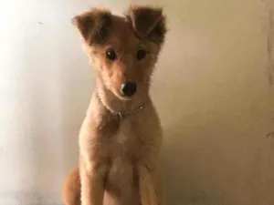 Cachorro raça SRD idade 2 a 6 meses nome Guria