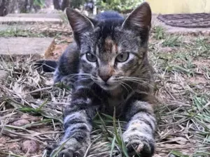 Gato raça Srd idade 1 ano nome Nila