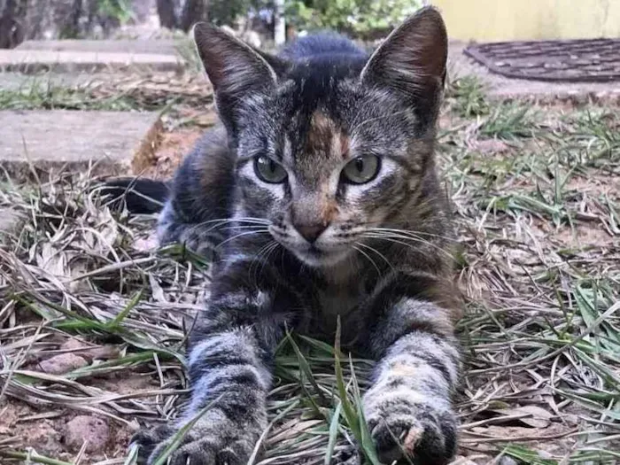 Gato ra a Srd idade 1 ano nome Nila