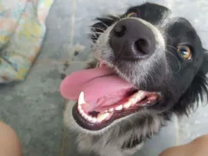 Cachorro raça Sem raça idade 1 ano nome Flor