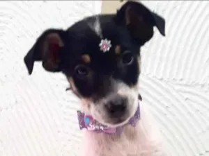 Cachorro raça Srd  idade 2 a 6 meses nome Filhotes de cães 
