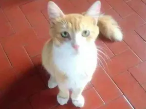 Gato raça SRD idade 7 a 11 meses nome Maradona