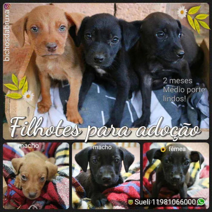 Cachorro ra a Srd idade 2 a 6 meses nome Filhotes
