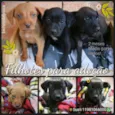 Filhotes