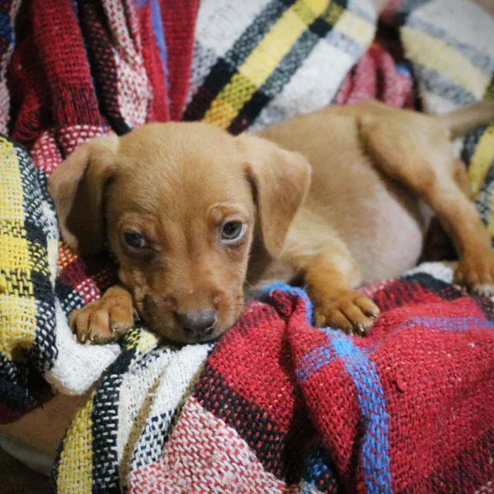 Cachorro ra a Srd idade 2 a 6 meses nome Filhotes