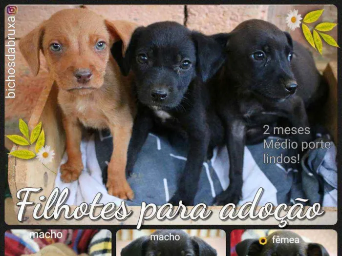 Cachorro ra a Srd idade 2 a 6 meses nome Filhotes
