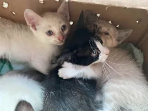 Gato raça SRD idade Abaixo de 2 meses nome Sem nome